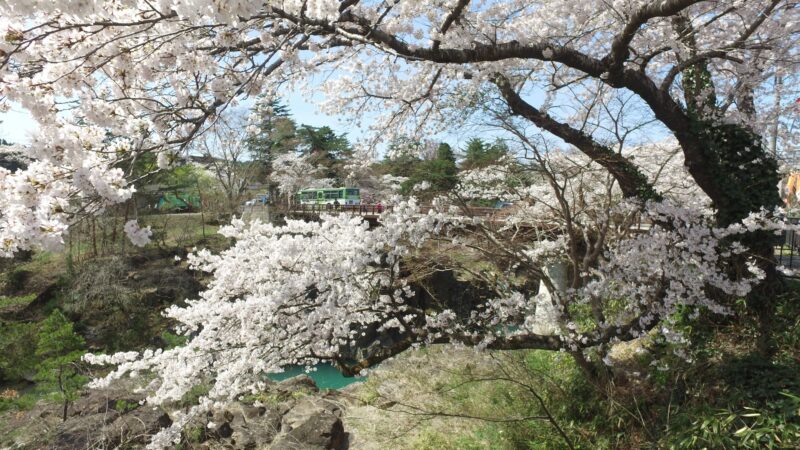 Blossoms de cereza en Genbikei