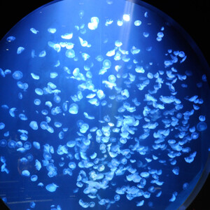 Kamo Aquarium