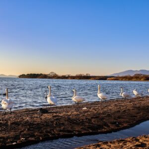 El lago Inawashiro y los cisnes
