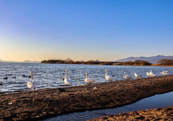 猪苗代湖と白鳥