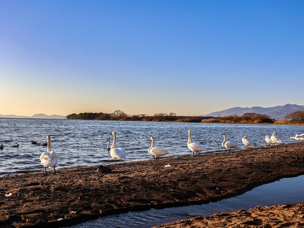 Le lac Inawashiro et les cygnes