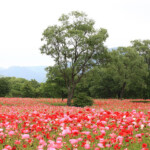 flower garden