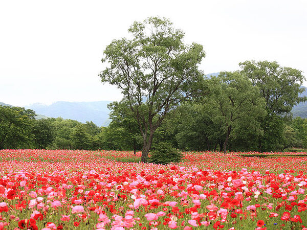 Flower Fields