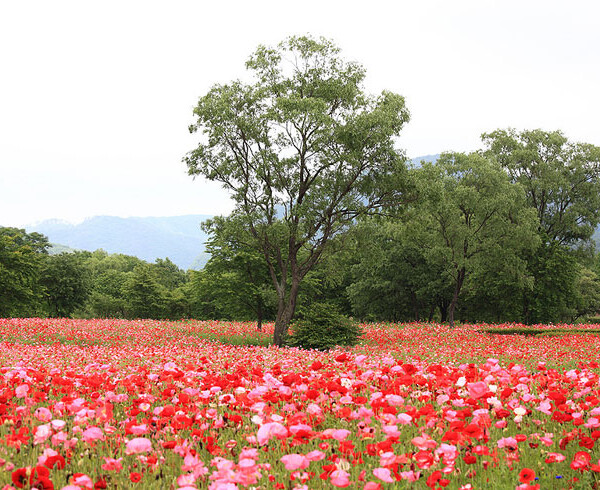 花畑