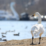 cygne