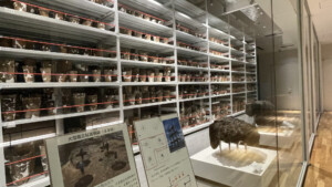 Exhibits at Jomon Jiyukan