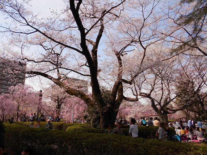 桜祭りの様子
