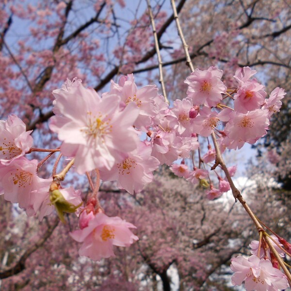 榴岡公園の桜