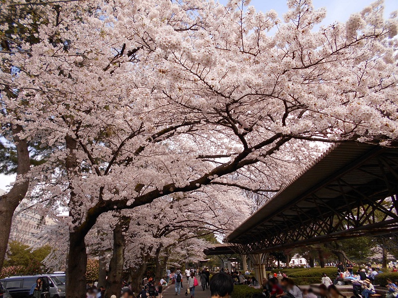 トンネルの様に咲く桜