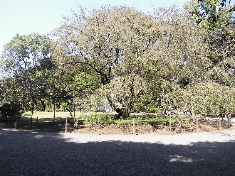 六義園名物の枝垂れ桜