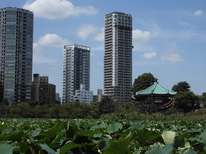 不忍池の蓮