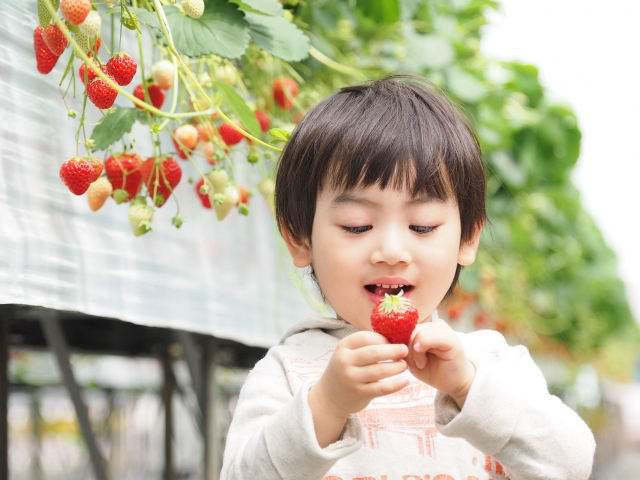 いちご狩りをする子供