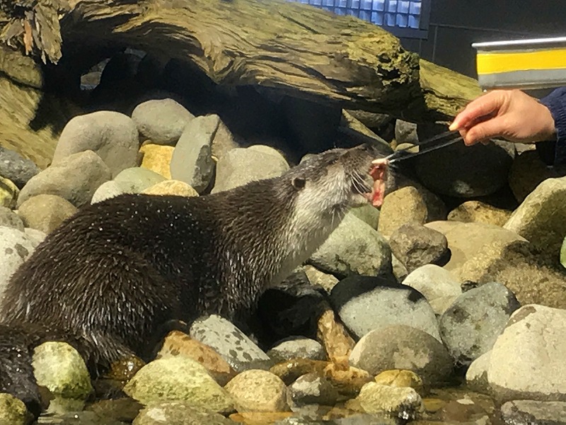 カワウソの食事シーン