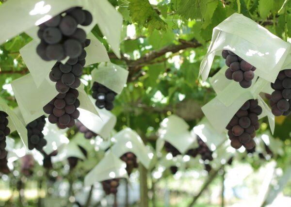 uvas