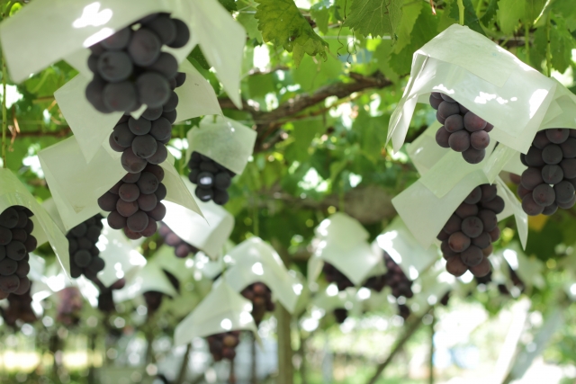 Grape