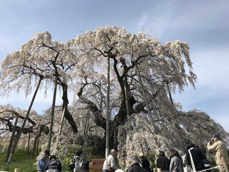 三春滝桜
