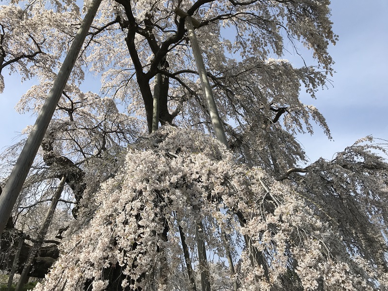 間近で見る滝桜