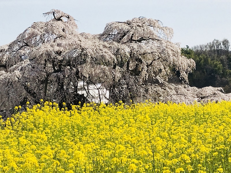 菜の花と滝桜