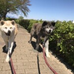 Akita dog