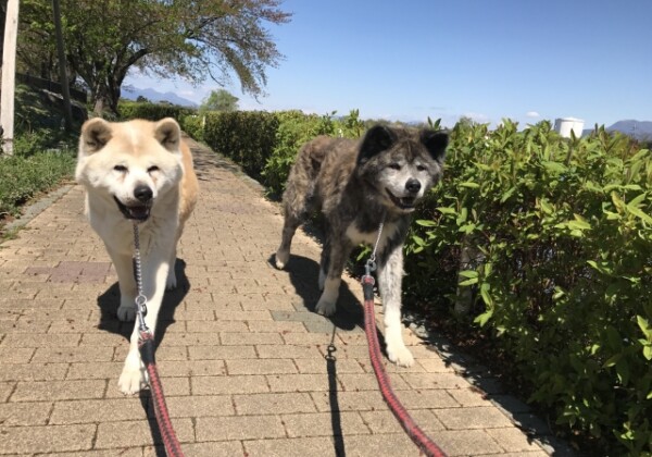 秋田犬