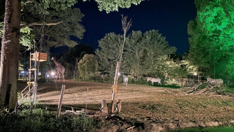 八木山動物園・ナイトズージアムの夜の動物たち