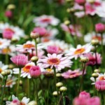 flowering botanical garden