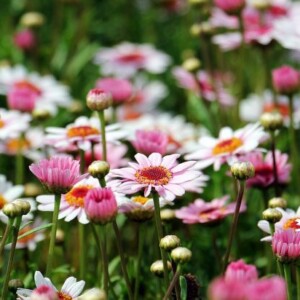 花咲く植物園