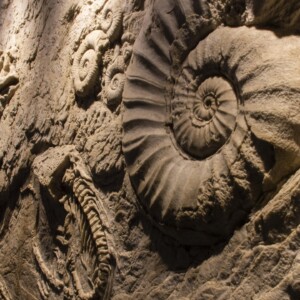 fossile