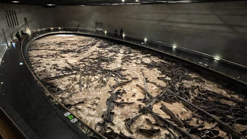 富沢遺跡から発見された約2万年前の埋没樹木