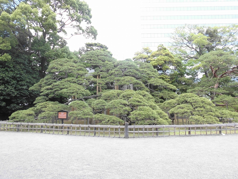 三百年の松