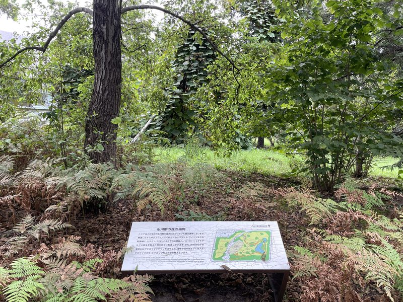 Forêt de l'ère glaciaire