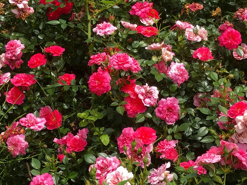 rosa
