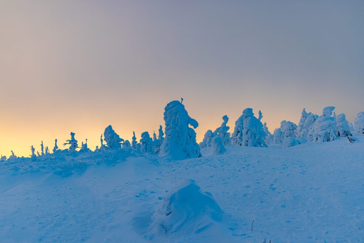 Arbre de glace de Zao ②