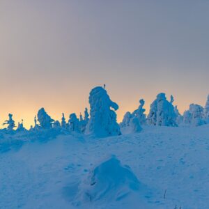 Arbre de glace de Zao ②