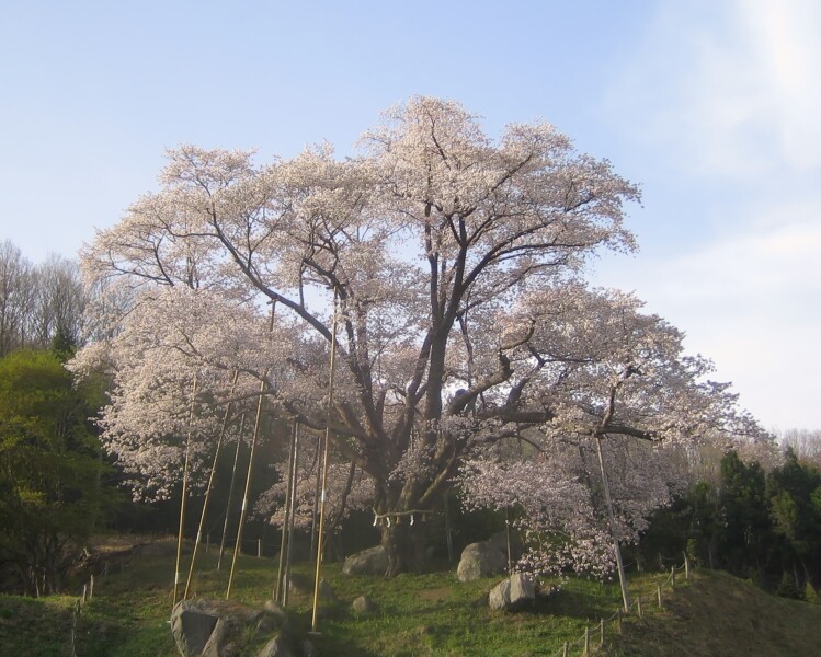 越代の桜