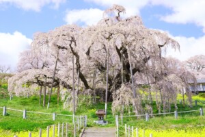 三春の滝桜