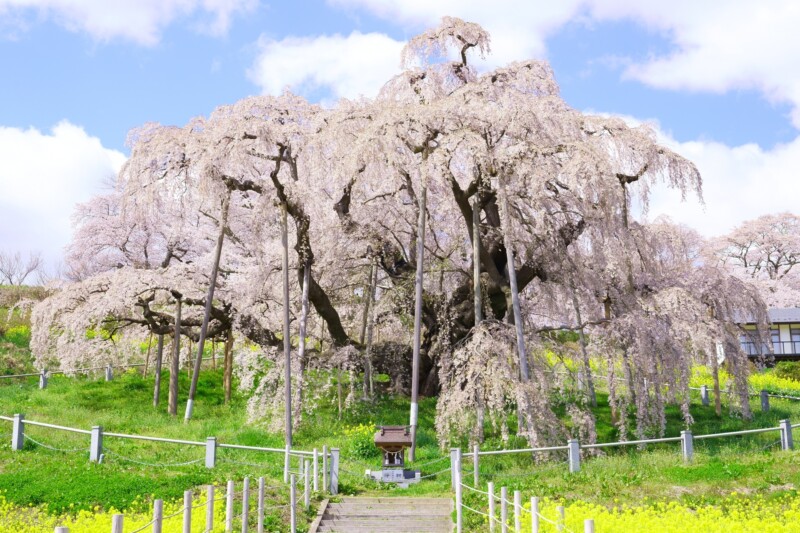 三春の滝桜