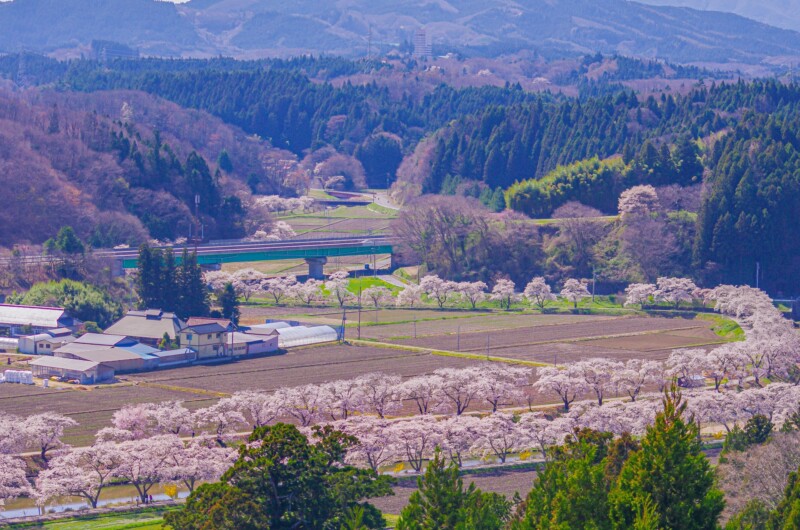 夏井千本桜