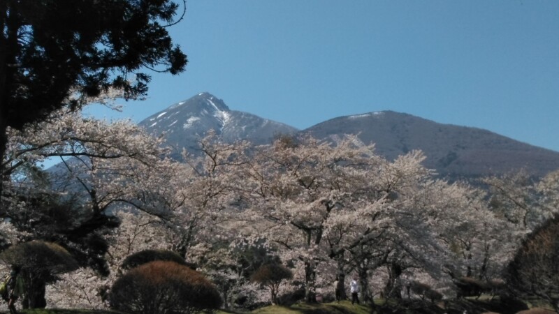 亀ヶ城公園から見る磐梯山と桜