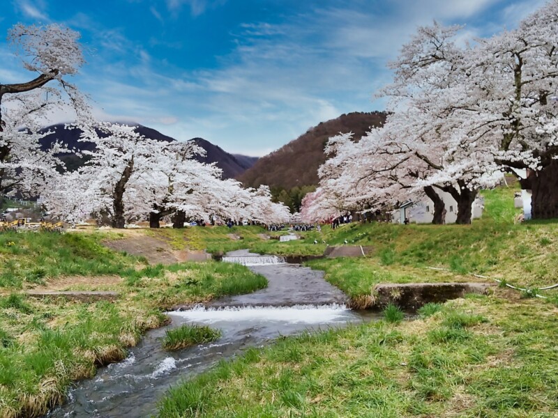 観音寺川の桜並木