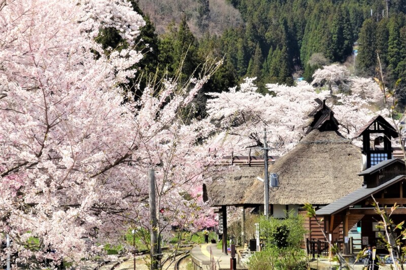 春の湯野上温泉駅