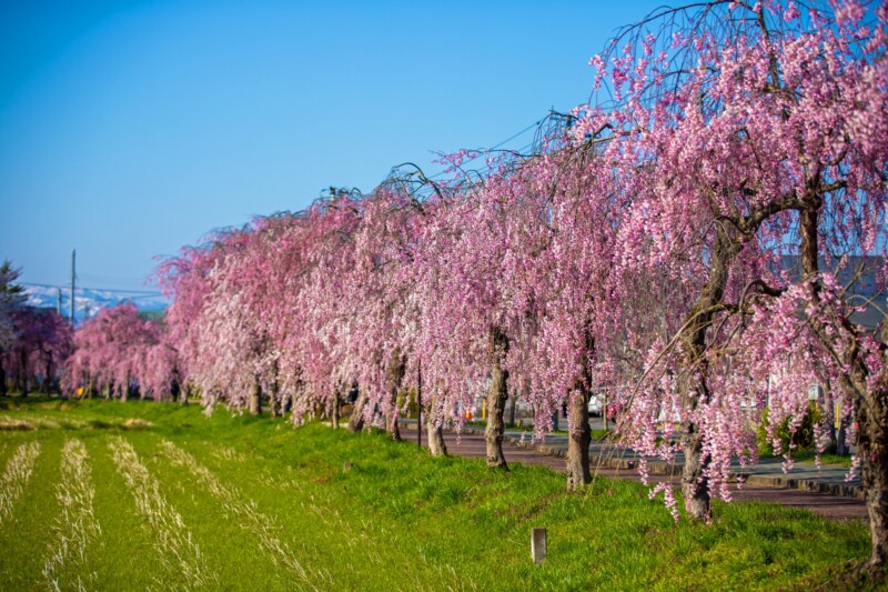 日中線しだれ桜並木