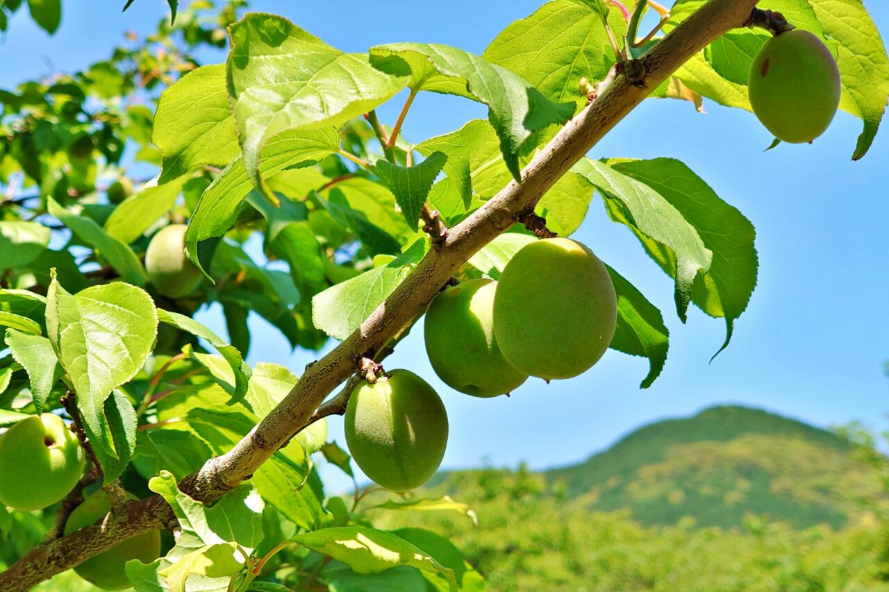 梅と名がつくあんず「八助梅」と正真正銘の梅「豊後」どっちがどっち