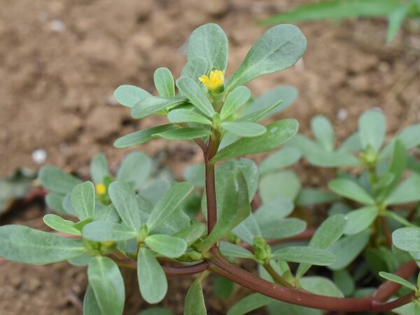 Purslane (Leopard)