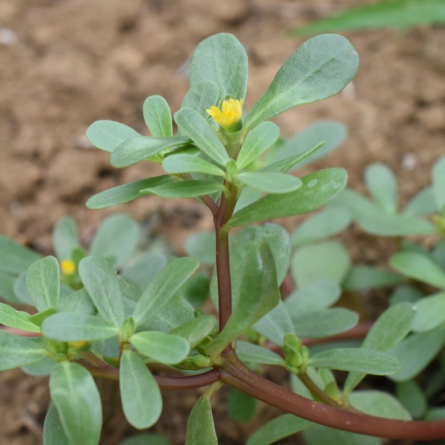 スベリヒユ（ヒョウ）