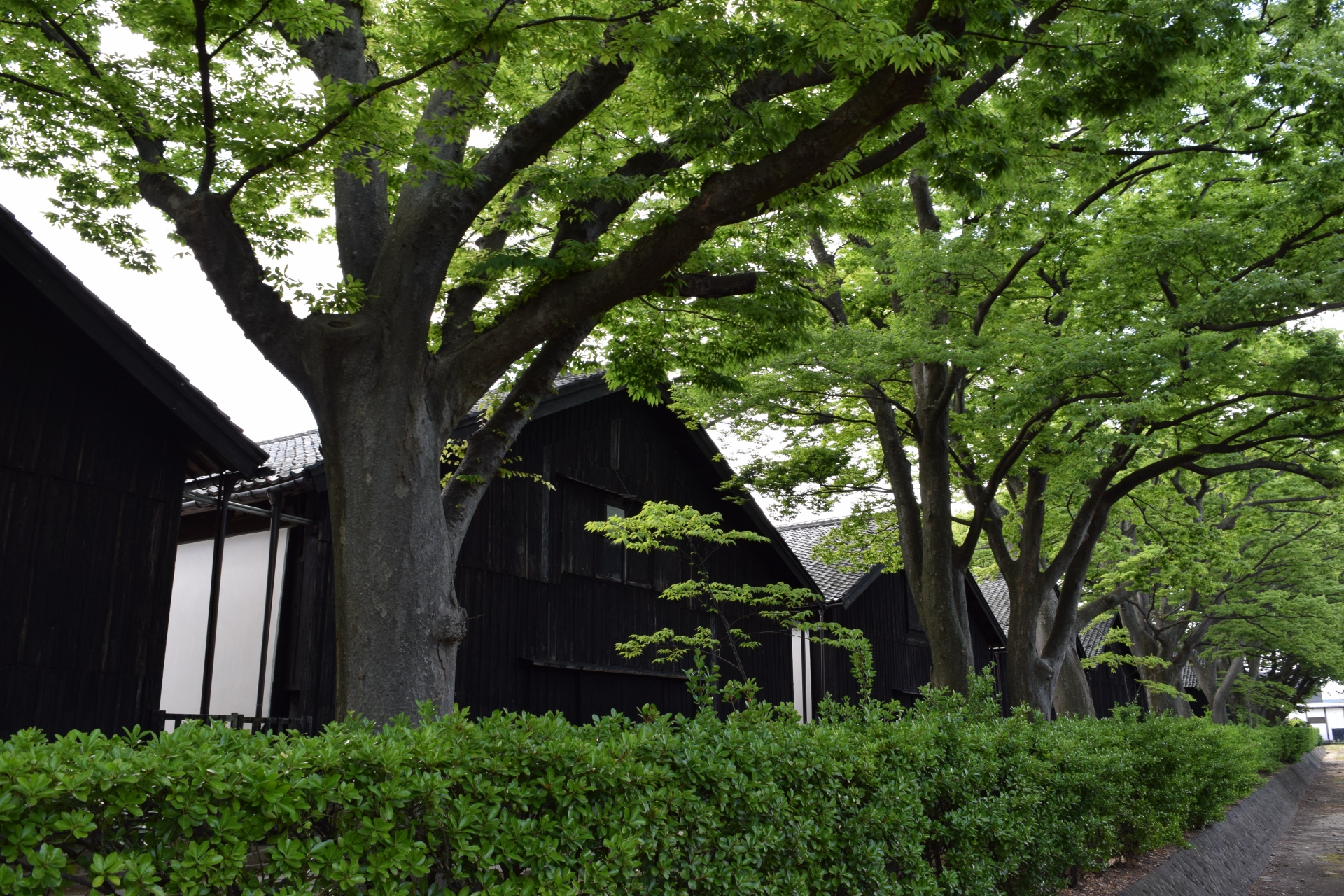 [Prefectura de Yamagata durante la Guerra Boshin] ¿Qué decisiones tomaron los dominios Shonai, Yonezawa, Yamagata, Kaminoyama, Tendo y Shinjo?