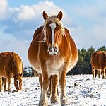 cheval froid
