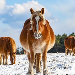 cheval froid