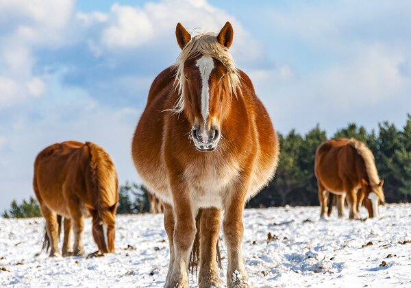 caballo frio