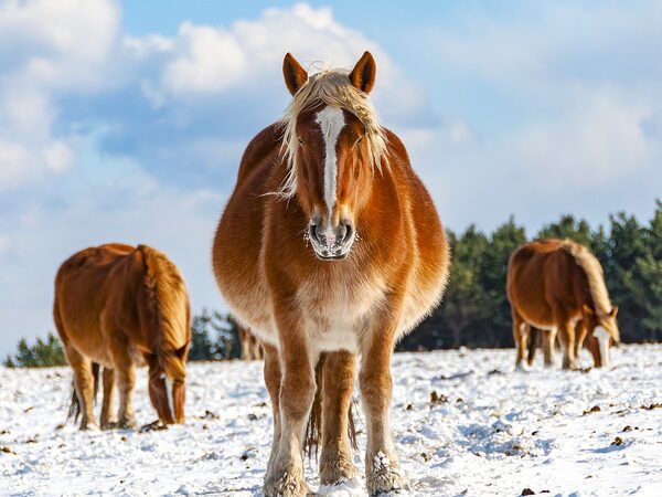 cold horse